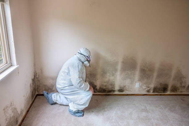 Best Crawl Space Mold Remediation  in Pana, IL